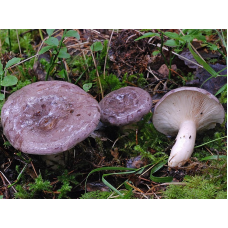Мицелий Млечника обыкновенного / Гладыш (Lactarius trivialis) Мицелий Млечника обыкновенного / Гладыш (Lactarius trivialis)